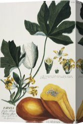 Georg Pauli Canvas Prints - Papaya by Georg Dionysius Ehret