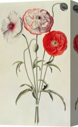 Georg Pauli Canvas Prints - Poppies Corn by Georg Dionysius Ehret