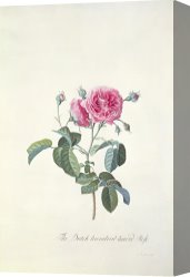 Georg Pauli Canvas Prints - Rose Dutch hundred leaved Rose by Georg Dionysius Ehret