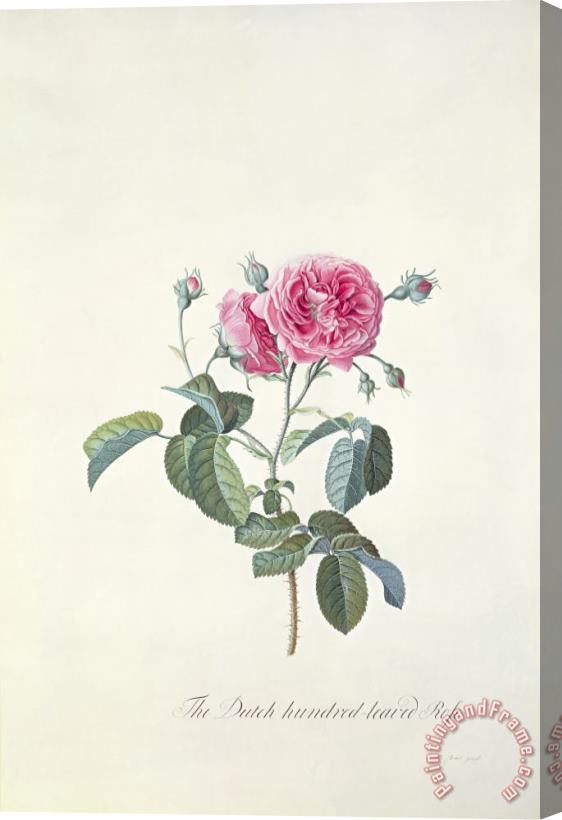 Georg Dionysius Ehret Rose Dutch hundred leaved Rose Stretched Canvas Print / Canvas Art