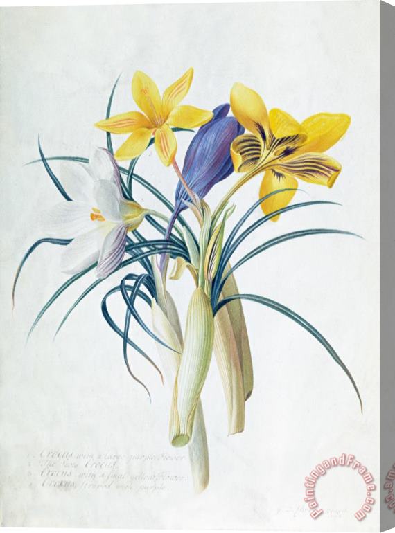 Georg Dionysius Ehret Study Of Four Species Of Crocus Stretched Canvas Painting / Canvas Art