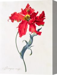 Georg Pauli Canvas Prints - Tulip Perroquet Rouge by Georg Dionysius Ehret