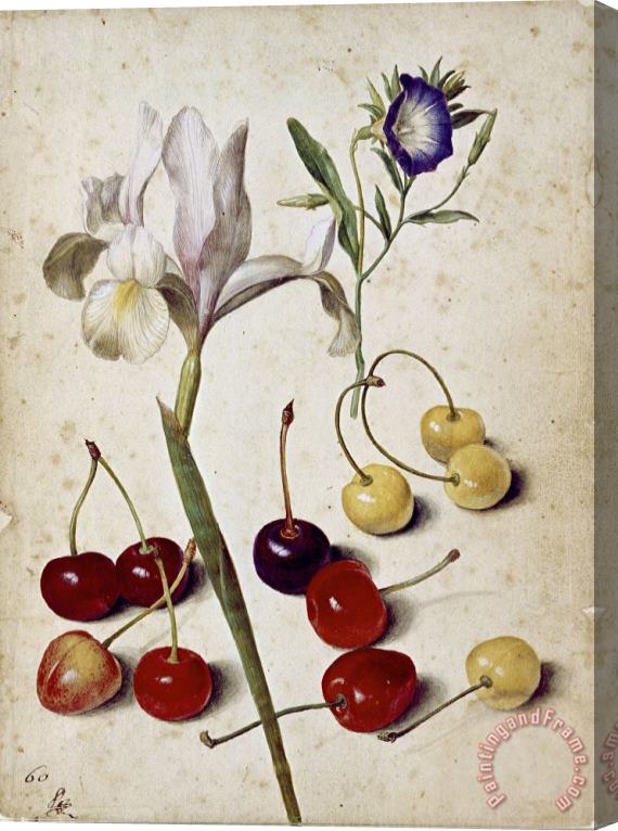 Georg Flegel Spanish Iris, Morning Glory, And Cherries Stretched Canvas Print / Canvas Art