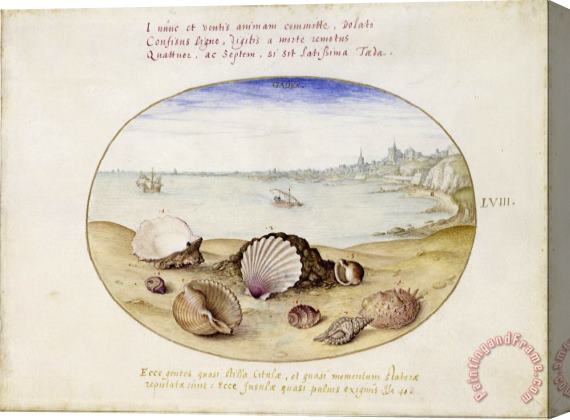 Georg Hoefnagel Seashells And View of Cadiz Stretched Canvas Print / Canvas Art