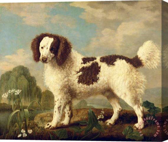George Stubbs  Brown and White Norfolk or Water Spaniel Stretched Canvas Painting / Canvas Art