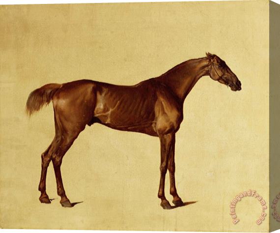 George Stubbs Rufus Stretched Canvas Painting / Canvas Art