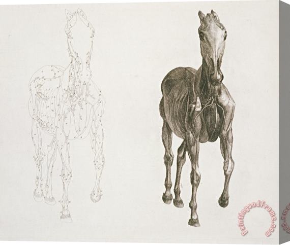 George Stubbs Tab Viii From The Anatomy Of The Horse Stretched Canvas Print / Canvas Art