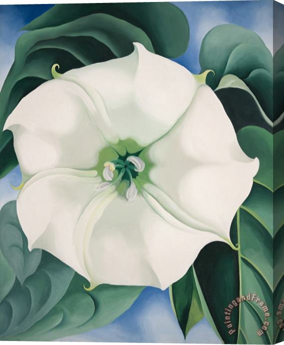 Georgia O'keeffe Jimson Weed White Flower No. 1, 1932 Stretched Canvas Print / Canvas Art