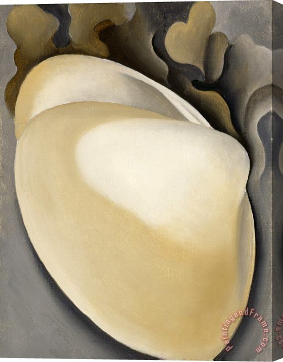 Georgia O'keeffe Tan Clam Shell with Seaweed, 1926 Stretched Canvas Print / Canvas Art