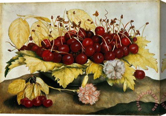 Giovanna Garzoni Cherries and Carnations Stretched Canvas Print / Canvas Art