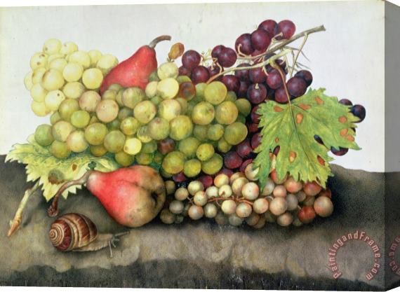 Giovanna Garzoni Snail with Grapes and Pears Stretched Canvas Painting / Canvas Art