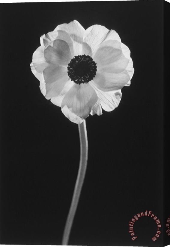 Graeme Harris Flower Stretched Canvas Painting / Canvas Art