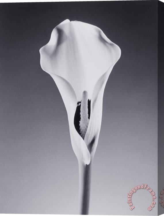 Graeme Harris Lily Flower Stretched Canvas Painting / Canvas Art