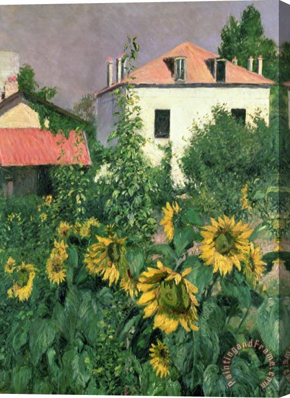 Gustave Caillebotte Sunflowers In The Garden At Petit Gennevilliers Stretched Canvas Print / Canvas Art