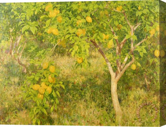 Henry Scott Tuke The Lemon Tree Stretched Canvas Painting / Canvas Art