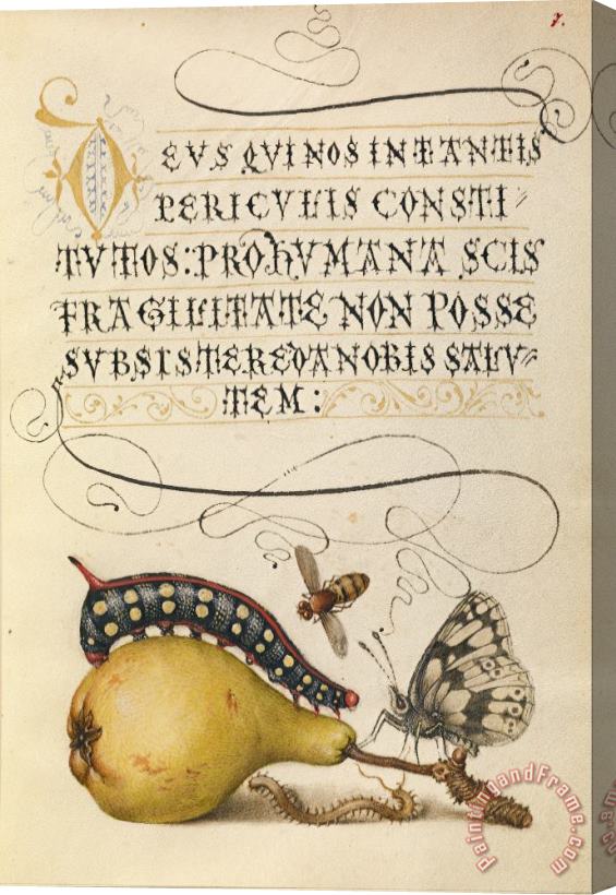Hungarian Mira Calligraphiae Monumenta Stretched Canvas Print / Canvas Art
