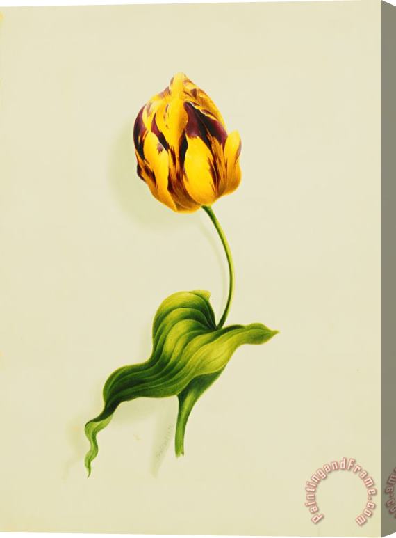 James Holland A Parrot Tulip Stretched Canvas Print / Canvas Art