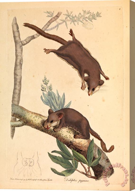 James Sowerby Pygmy Opossum, Didelphis Pygmaeus Stretched Canvas Print / Canvas Art