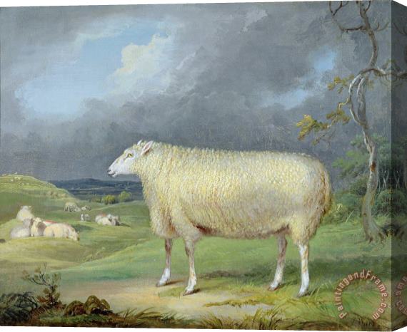 James Ward A Border Leicester Ewe Stretched Canvas Painting / Canvas Art