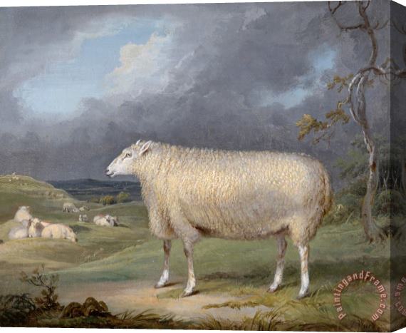 James Ward A Border Leicester Ewe Stretched Canvas Print / Canvas Art