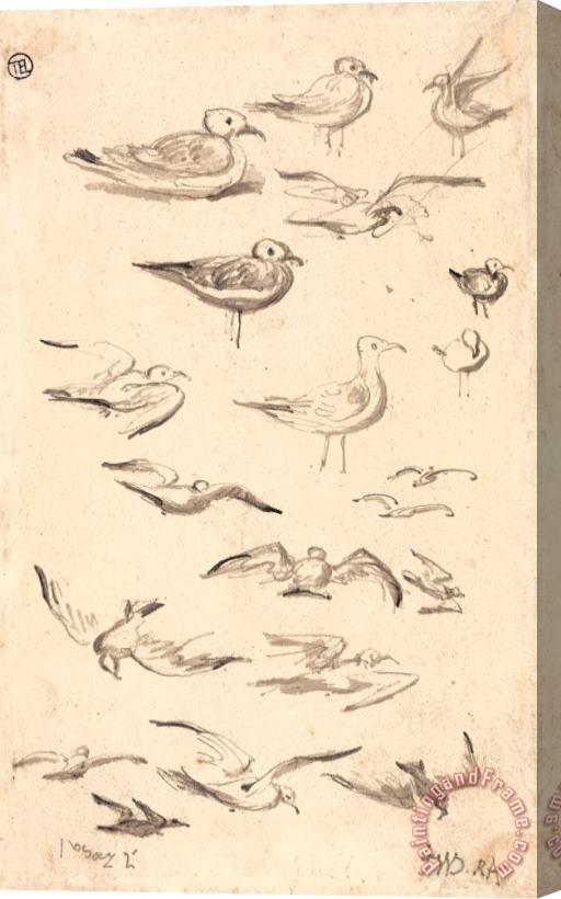 James Ward Studies of Gulls Stretched Canvas Print / Canvas Art