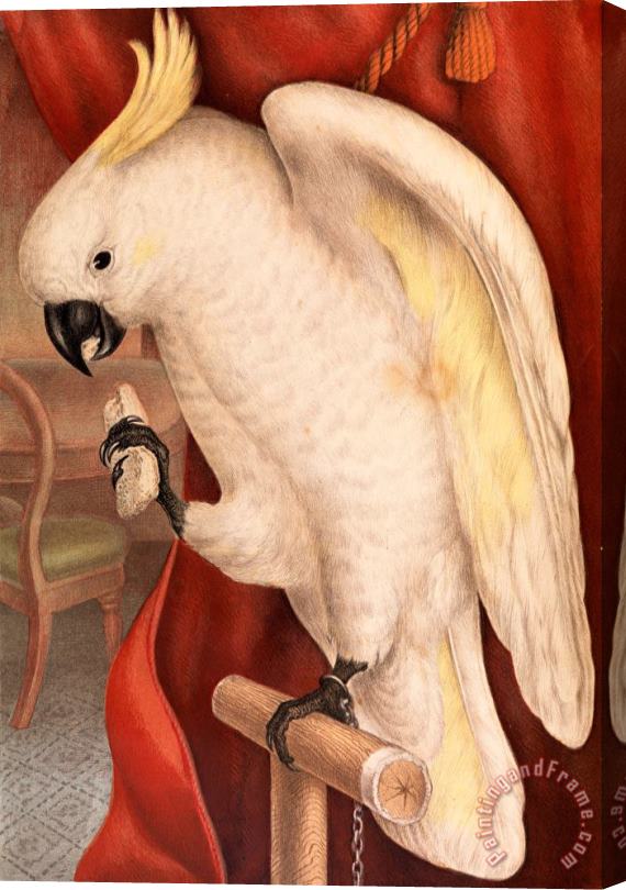 James Whitley Sayer Great Sulphur Crested Cockatoo, Plyctolophus Galeritus Stretched Canvas Painting / Canvas Art