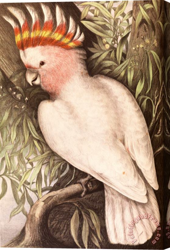 James Whitley Sayer Leadbeaters Cockatoo, Plyctolophus Leadbeateri Stretched Canvas Print / Canvas Art