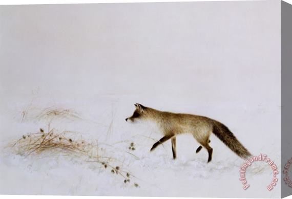 Jane Neville Fox in Snow Stretched Canvas Print / Canvas Art