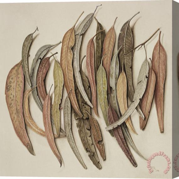 Jenny Barron Eucalyptus Leaves Stretched Canvas Print / Canvas Art
