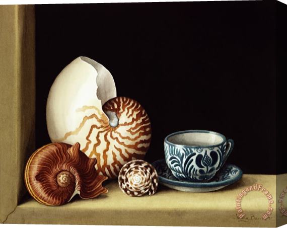 Jenny Barron Still Life With Nautilus Stretched Canvas Painting / Canvas Art