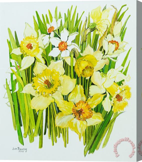 Joan Thewsey Daffodils And Narcissus Stretched Canvas Painting / Canvas Art