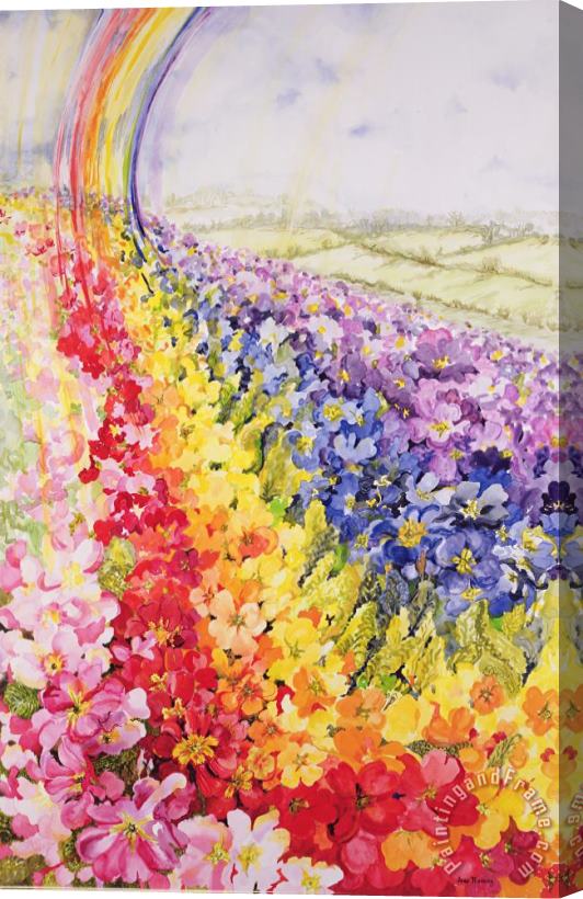 Joan Thewsey Primrose Rainbow Stretched Canvas Painting / Canvas Art