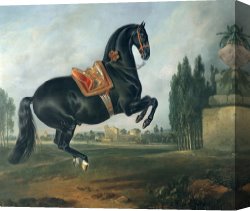 Georg Pauli Canvas Prints - A black horse performing the Courbette by Johann Georg Hamilton