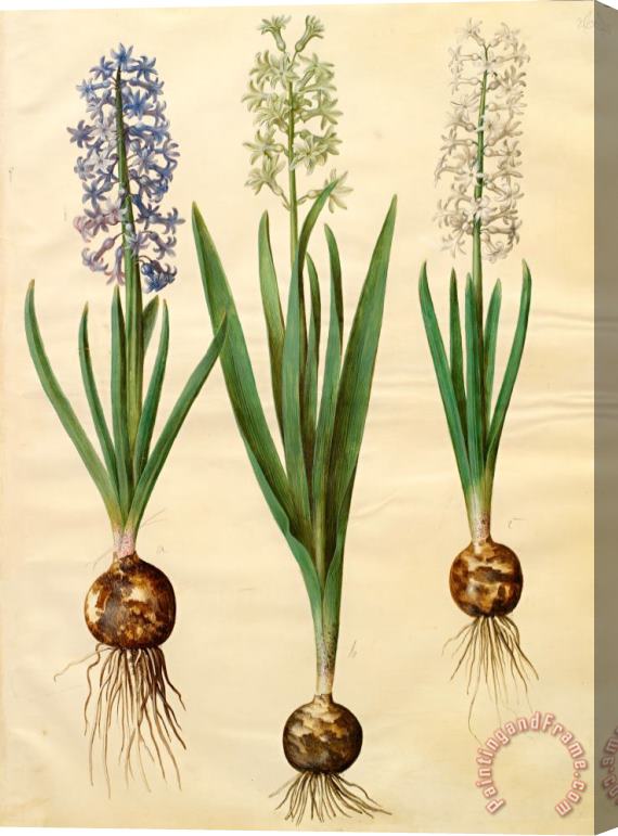 Johannes Simon Holtzbecher Hyacinthoides Orientalis Simp Et Pl Stretched Canvas Print / Canvas Art