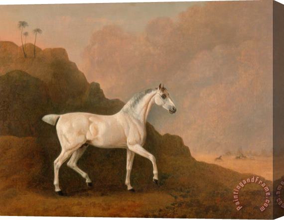 John Boultbee A Grey Arab Stallion in a Desert Landscape Stretched Canvas Print / Canvas Art