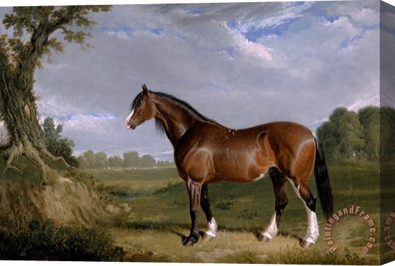 John Frederick Herring A Clydesdale Stallion Stretched Canvas Print / Canvas Art