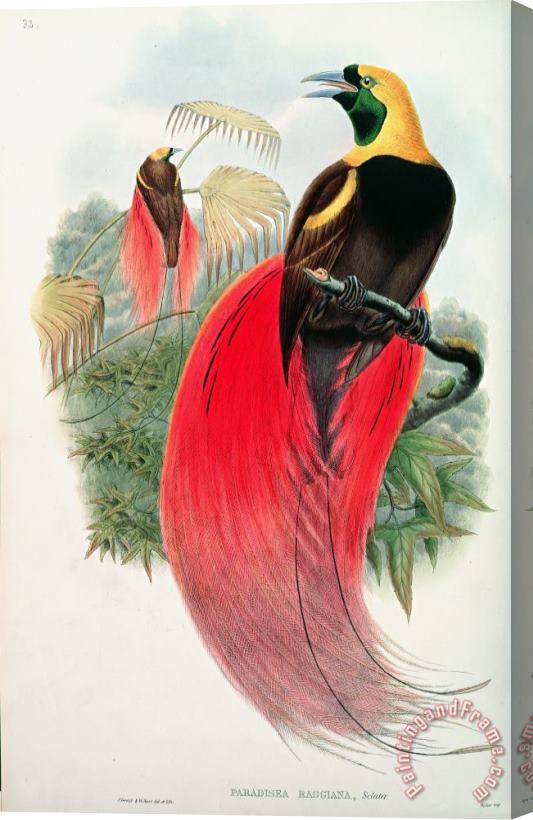 John Gould Bird of Paradise Stretched Canvas Painting / Canvas Art