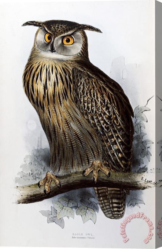 John Gould Eagle Owl Stretched Canvas Print / Canvas Art
