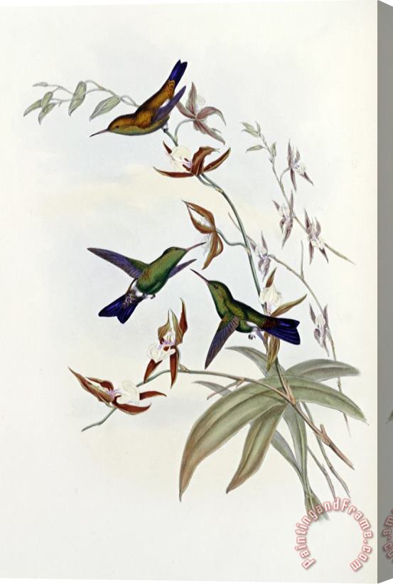 John Gould Family of Hummingbirds Stretched Canvas Painting / Canvas Art