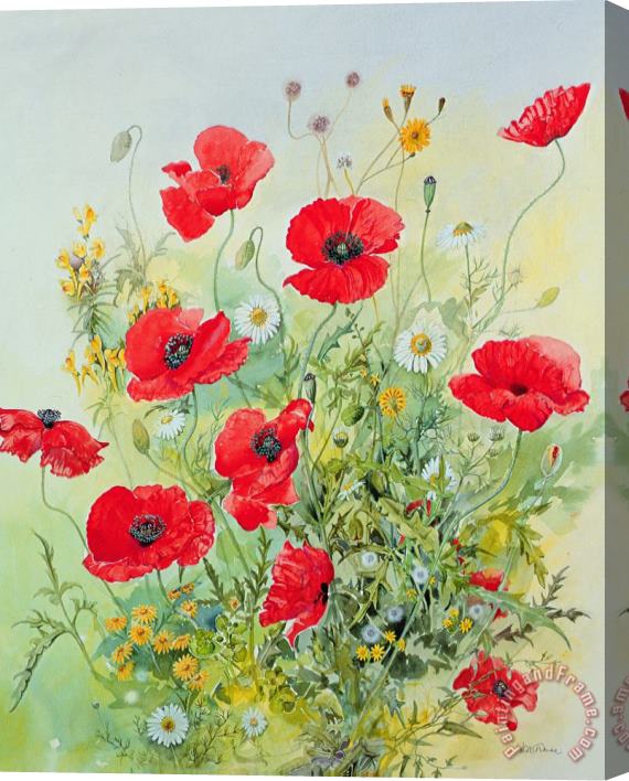 John Gubbins Poppies and Mayweed Stretched Canvas Print / Canvas Art