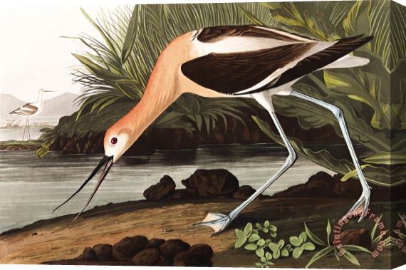 John James Audubon American Avocet Stretched Canvas Print / Canvas Art