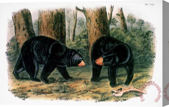 John James Audubon American Black Bear 1844 Stretched Canvas Print / Canvas Art