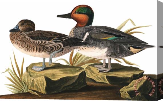 John James Audubon American Green Winged Teal Stretched Canvas Painting / Canvas Art