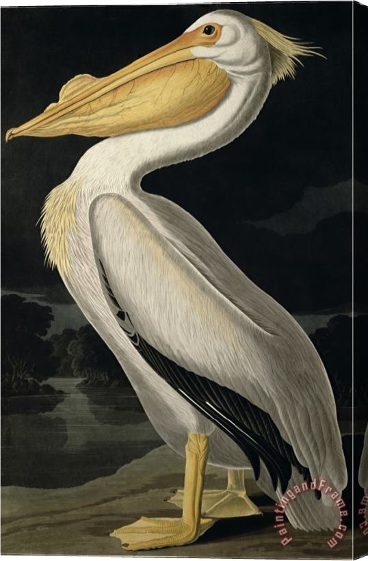 John James Audubon American White Pelican From Birds of America Engraved by Robert Havell Stretched Canvas Print / Canvas Art