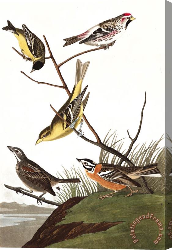 John James Audubon Arkansaw Siskin, Mealy Red Poll, Louisiana Tanager, Townsend's Finch, Buff Breasted Finch Stretched Canvas Painting / Canvas Art