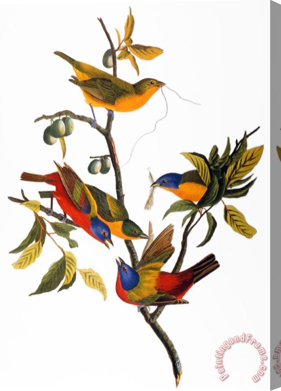 John James Audubon Audubon Bunting 1827 Stretched Canvas Print / Canvas Art