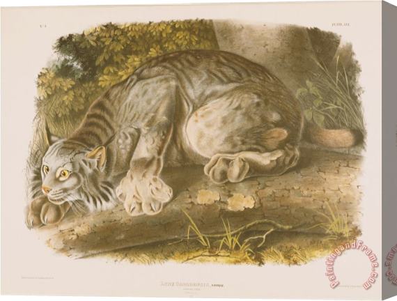 John James Audubon Audubon Canada Lynx Stretched Canvas Print / Canvas Art