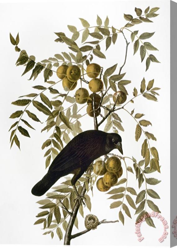 John James Audubon Audubon Crow Stretched Canvas Print / Canvas Art