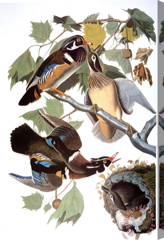 John James Audubon Audubon Duck Stretched Canvas Print / Canvas Art
