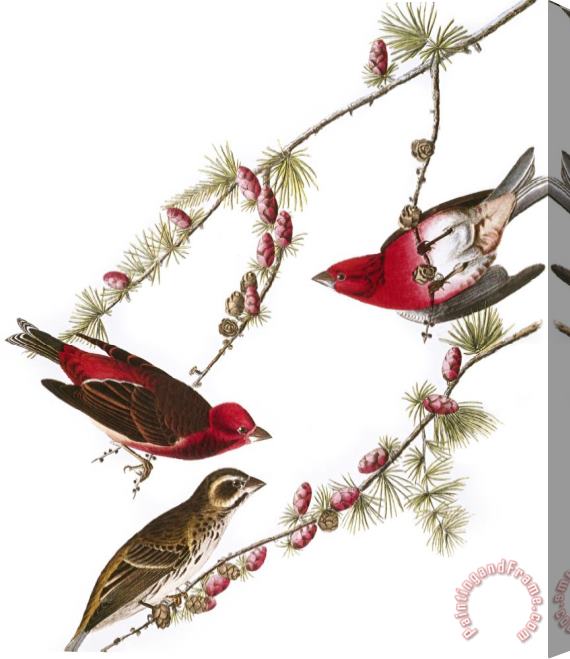 John James Audubon Audubon Finch 1827 38 Stretched Canvas Painting / Canvas Art